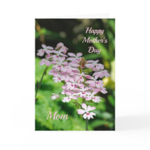 Orchideeën Moederdag