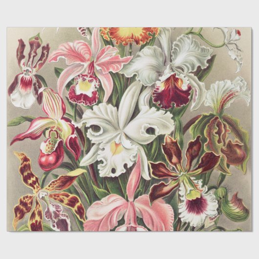 Orchideeën, Orchideae Denusblumen, door Ernst Haec Cadeaupapier (Vlak)