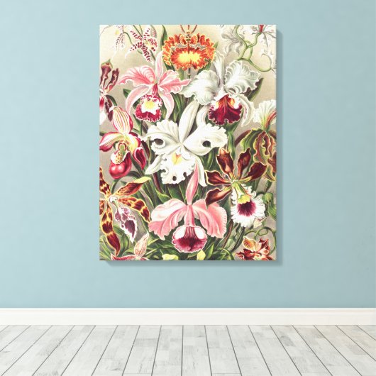 Orchideeën, Orchideae Denusblumen, door Ernst Haec Canvas Afdruk (Insitu (Houten vloer))