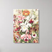Orchideeën, Orchideae Denusblumen, door Ernst Haec Canvas Afdruk (Voorkant)