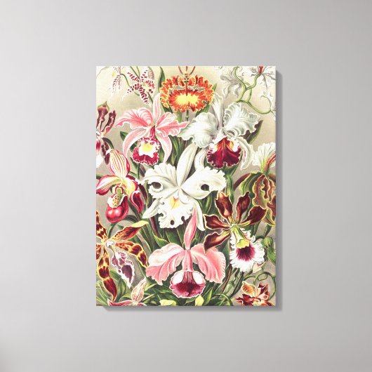 Orchideeën, Orchideae Denusblumen, door Ernst Haec Canvas Afdruk (Voorkant)