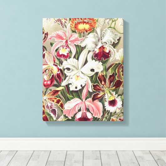 Orchideeën, Orchideae Denusblumen, door Ernst Haec Canvas Afdruk (Insitu (Houten vloer))