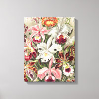 Orchideeën, Orchideae Denusblumen, door Ernst Haec