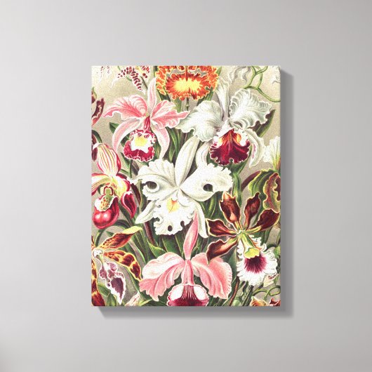 Orchideeën, Orchideae Denusblumen, door Ernst Haec Canvas Afdruk (Voorkant)