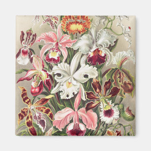 Orchideeën, Orchideae Denusblumen, door Ernst Haec Magneet
