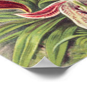 Orchideeën, Orchideae Denusblumen, door Ernst Haec Poster (Hoek)