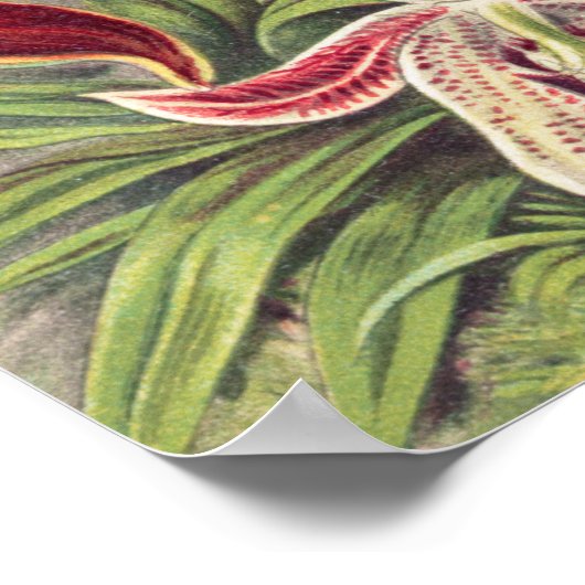 Orchideeën, Orchideae Denusblumen, door Ernst Haec Poster (Hoek)