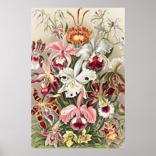 Orchideeën, Orchideae Denusblumen, door Ernst Haec Poster (Voorkant)