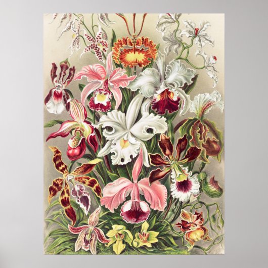 Orchideeën, Orchideae Denusblumen, door Ernst Haec Poster (Voorkant)