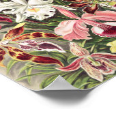 Orchideeën, Orchideae Denusblumen, door Ernst Haec Poster (Hoek)