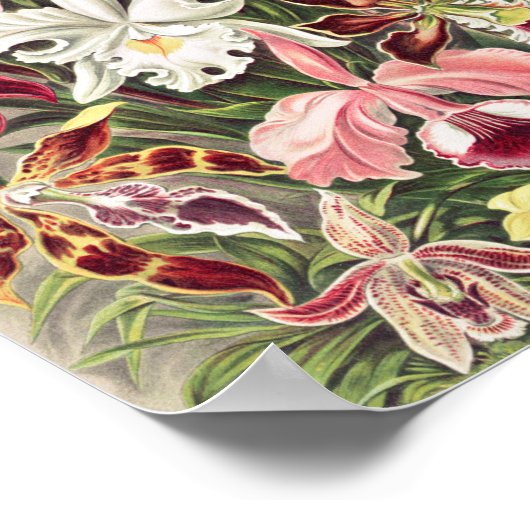 Orchideeën, Orchideae Denusblumen, door Ernst Haec Poster (Hoek)