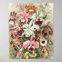 Orchideeën, Orchideae Denusblumen, door Ernst Haec