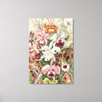 Orchideeën, Orchideae Denusblumen door Ernst Haeck