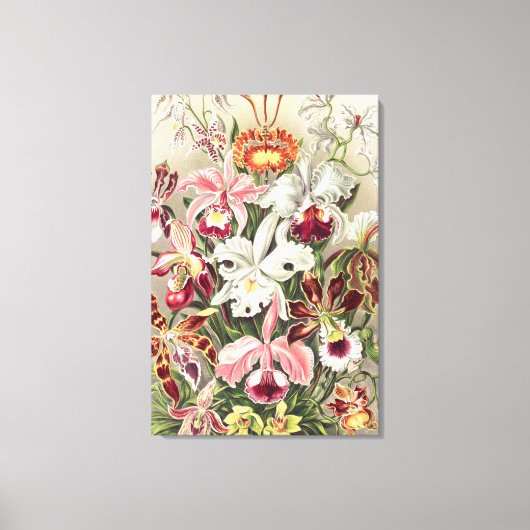 Orchideeën, Orchideae Denusblumen door Ernst Haeck Canvas Afdruk (Voorkant)