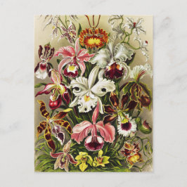 Orchideeën, Orchideae Denusblumen Ernst Haeckel Briefkaart