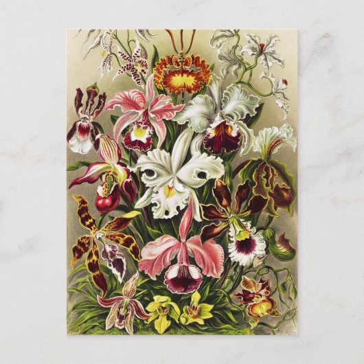Orchideeën, Orchideae Denusblumen Ernst Haeckel Briefkaart (Voorkant)