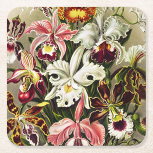 Orchideeën, Orchideae Denusblumen Ernst Haeckel Kartonnen Onderzetters