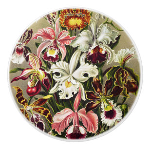 Orchideeën, Orchideae Denusblumen Ernst Haeckel Keramische Knop
