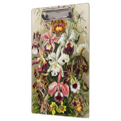 Orchideeën, Orchideae Denusblumen Ernst Haeckel Klembord (Links)