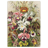 Orchideeën, Orchideae Denusblumen Ernst Haeckel Klembord (Achterkant)