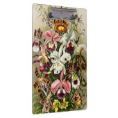 Orchideeën, Orchideae Denusblumen Ernst Haeckel Klembord (Rechts)