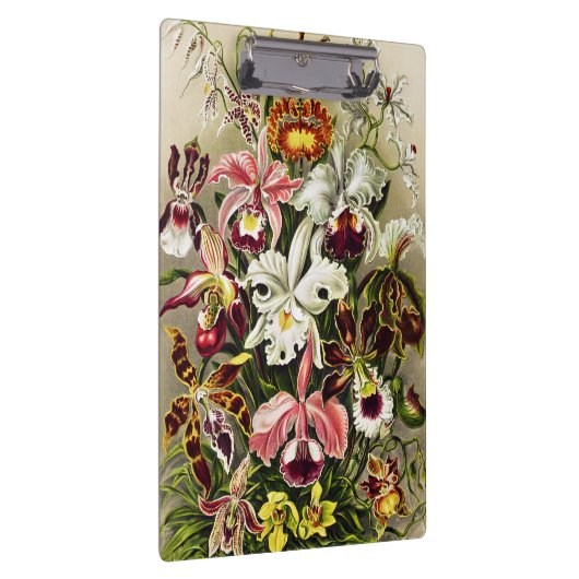 Orchideeën, Orchideae Denusblumen Ernst Haeckel Klembord (Rechts)