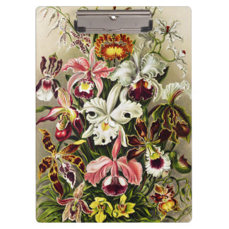 Orchideeën, Orchideae Denusblumen Ernst Haeckel Klembord