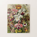 Orchideeën, Orchideae Denusblumen Ernst Haeckel Legpuzzel<br><div class="desc">Orchids,  Orchideae Denusblumen Ernst Haeckel uit Kunstformen der Natur (1904) Briefkaart.   mooie,  kleurrijke,  donkerrode,  roze maroon witte bloemen illustratie</div>