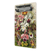 Orchideeën, Orchideae Denusblumen Ernst Haeckel Mini Klembord (Angled2)