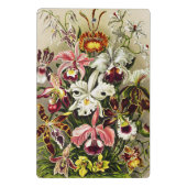 Orchideeën, Orchideae Denusblumen Ernst Haeckel Mini Klembord (Achterkant)