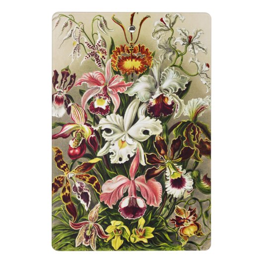 Orchideeën, Orchideae Denusblumen Ernst Haeckel Mini Klembord (Achterkant)