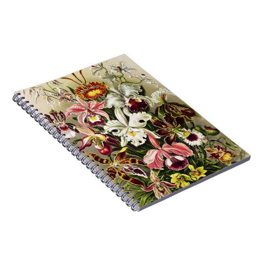 Orchideeën, Orchideae Denusblumen Ernst Haeckel Notitieboek (Rechterzijde)