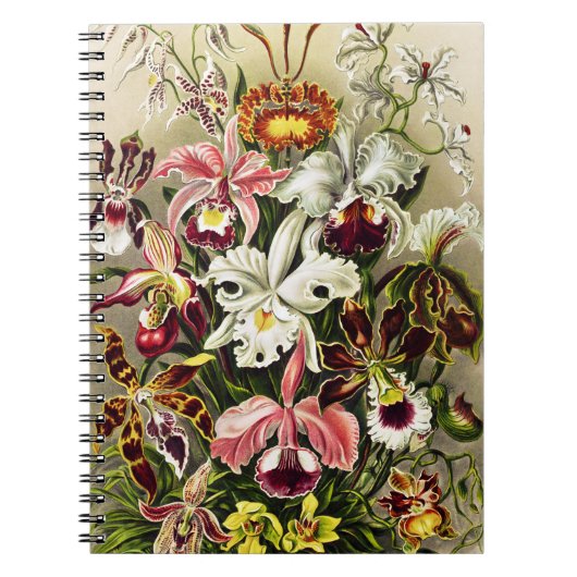 Orchideeën, Orchideae Denusblumen Ernst Haeckel Notitieboek (Voorkant)