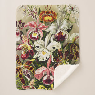 Orchideeën, Orchideae Denusblumen Ernst Haeckel Sherpa Deken
