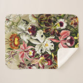 Orchideeën, Orchideae Denusblumen Ernst Haeckel Sherpa Deken (Voorkant (horizontaal))