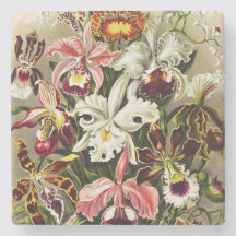 Orchideeën, Orchideae Denusblumen Ernst Haeckel