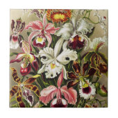 Orchideeën, Orchideae Denusblumen Ernst Haeckel Tegeltje (Voorkant)