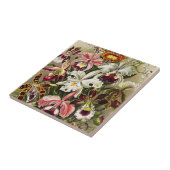 Orchideeën, Orchideae Denusblumen Ernst Haeckel  Tegeltje (Zijkant)