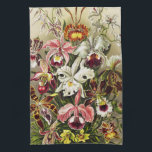 Orchideeën, Orchideae Denusblumen Ernst Haeckel  Theedoek<br><div class="desc">Orchids,  Orchideae Denusblumen Ernst Haeckel uit Kunstformen der Natur (1904).   mooie,  kleurrijke,  donkerrode,  roze maroon witte bloemen illustratie</div>