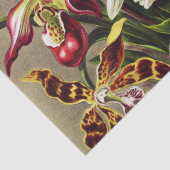 Orchideeën, Orchideae Denusblumen Ernst Haeckel Tissuepapier (Detail)