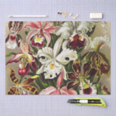 Orchideeën, Orchideae Denusblumen Ernst Haeckel Tissuepapier (Craft)