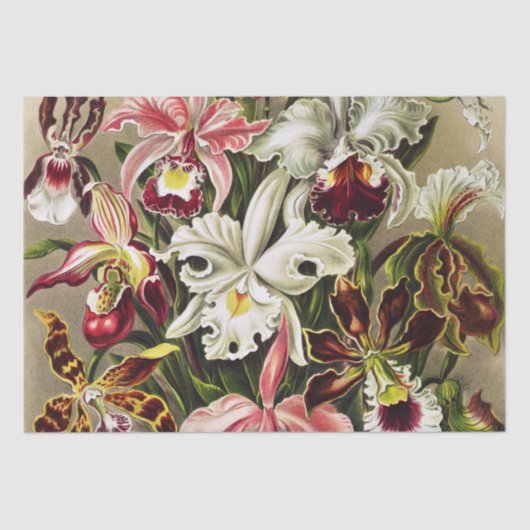 Orchideeën, Orchideae Denusblumen Ernst Haeckel Tissuepapier (Voorkant)