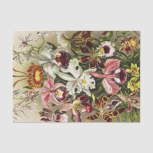 Orchideeën, Orchideae Denusblumen Ernst Haeckel Tissuepapier