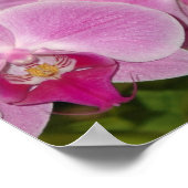 Orchideeën Poster (Hoek)