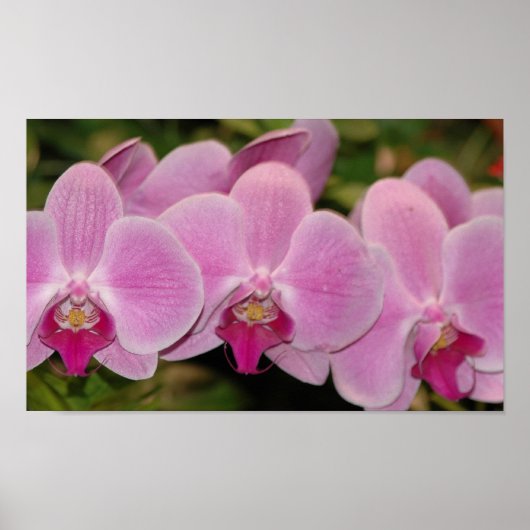 Orchideeën Poster (Voorkant)