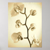 Orchideeën {Sepia} | POSTER (Voorkant)