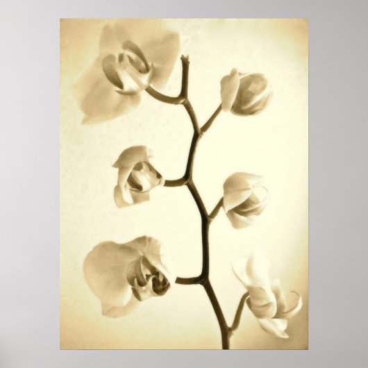 Orchideeën {Sepia} | POSTER (Voorkant)