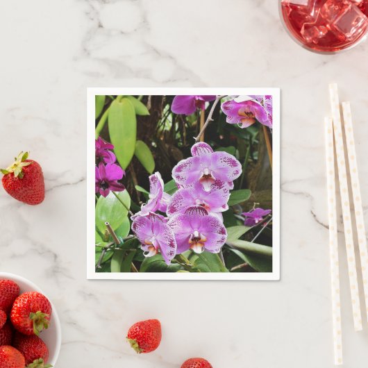 Orchideeën Servet (Insitu)