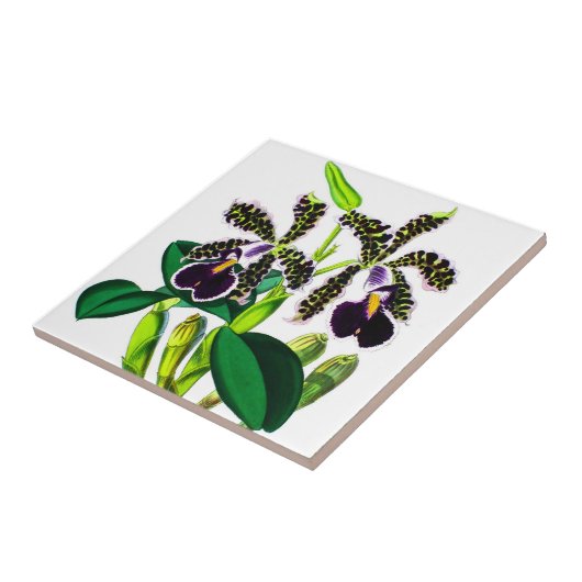 Orchideeën Tegeltje (Zijkant)