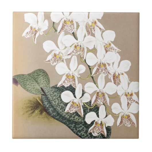 Orchideeën Tegeltje (Voorkant)